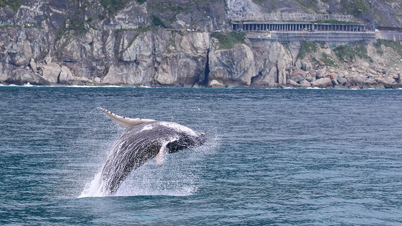 ▲台灣東部海洋是鯨豚必經、棲息之地，圖為台灣首位海下鯨豚攝影師金磊在花蓮拍攝到的大翅鯨。