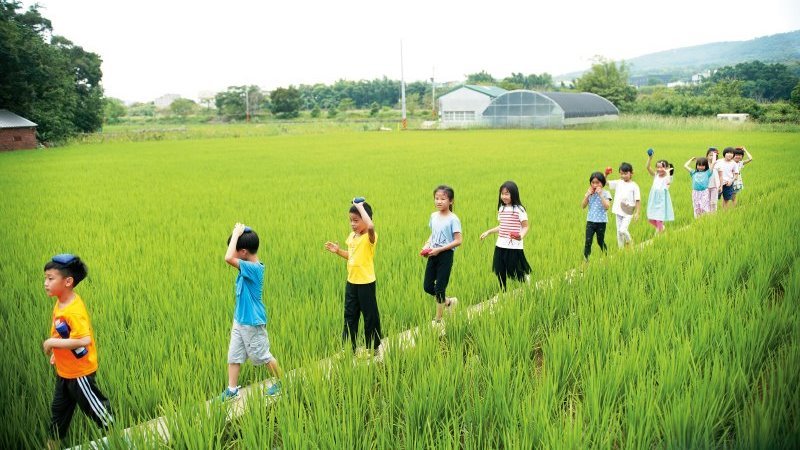 照海華德福被稻田圍繞，家長買或租下學校附近的農田，讓學生上農耕課。黃建賓攝